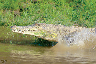 Sabah croc population stable